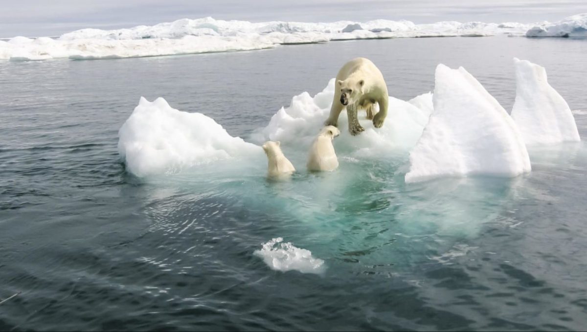 เหตุการณ์สิ่งแวดล้อม, หมีชั้วโลก