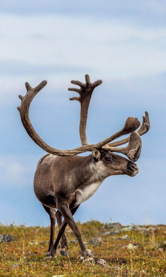 กวางคาริบู