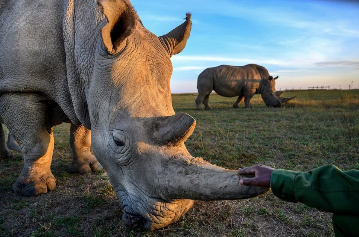 แรดขาวเหนือ