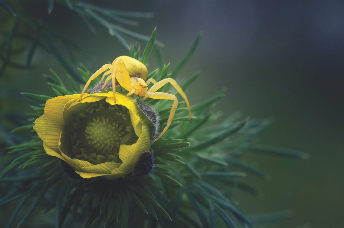 แมงมุม, แมงมุมปูดอกไม้, เหล่าแมลง