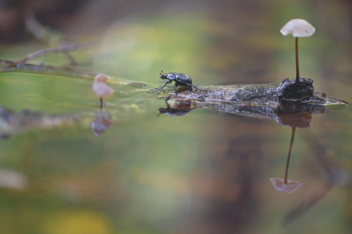 ด้วงปลัก