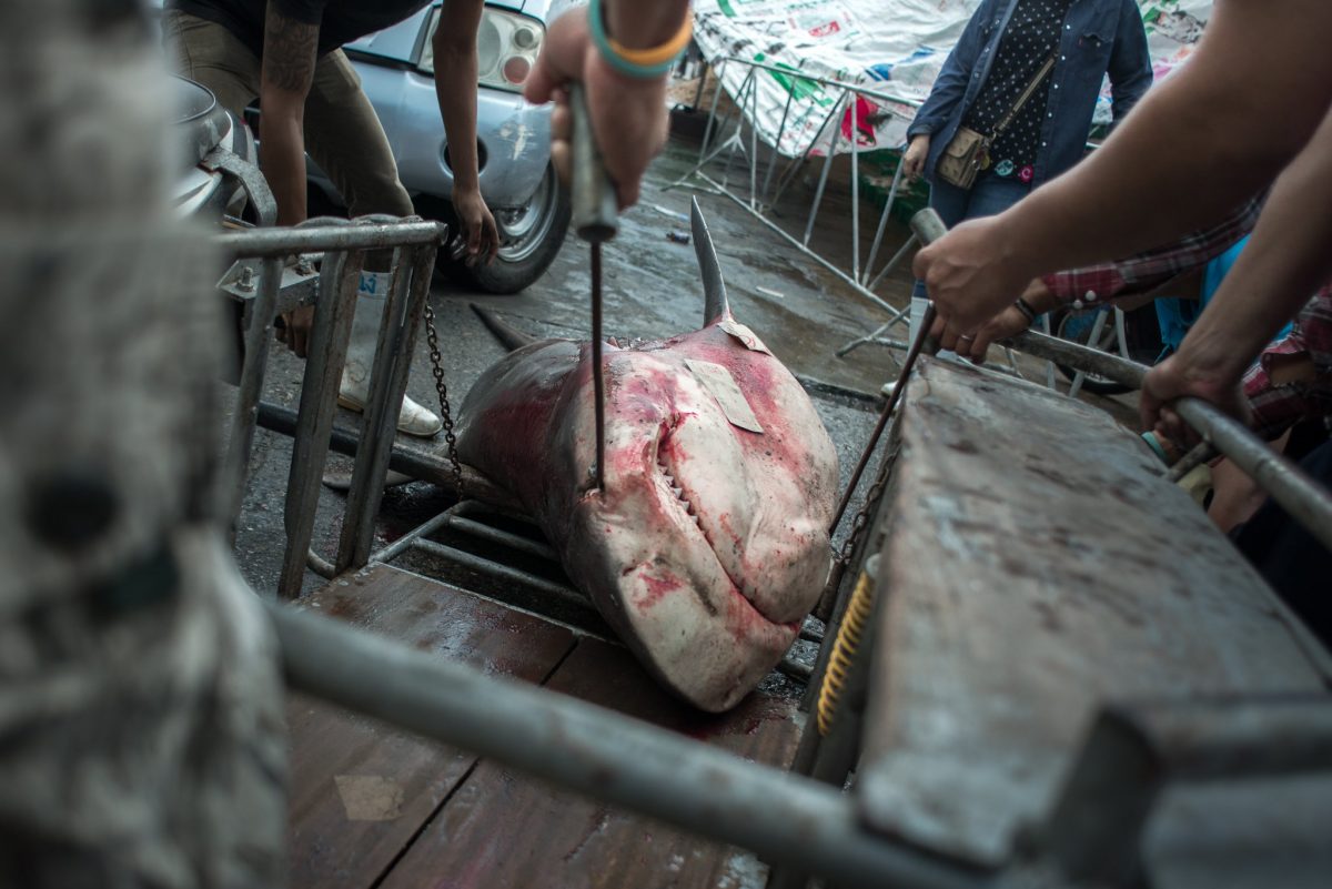 ฉลองไม่ฉลาม