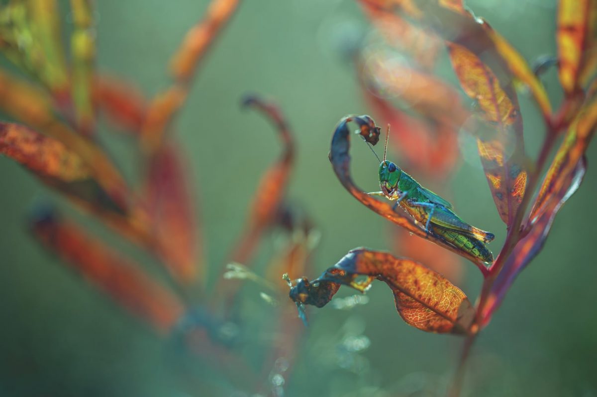 ตั๊กแตน, ตั๊กแตนทุ่งหญ้า, เหล่าแมลง