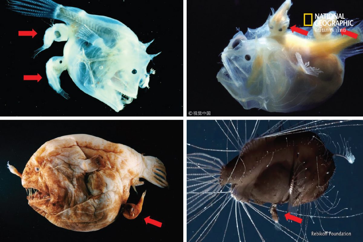 ปลาแองเกลอร์ Anglerfish