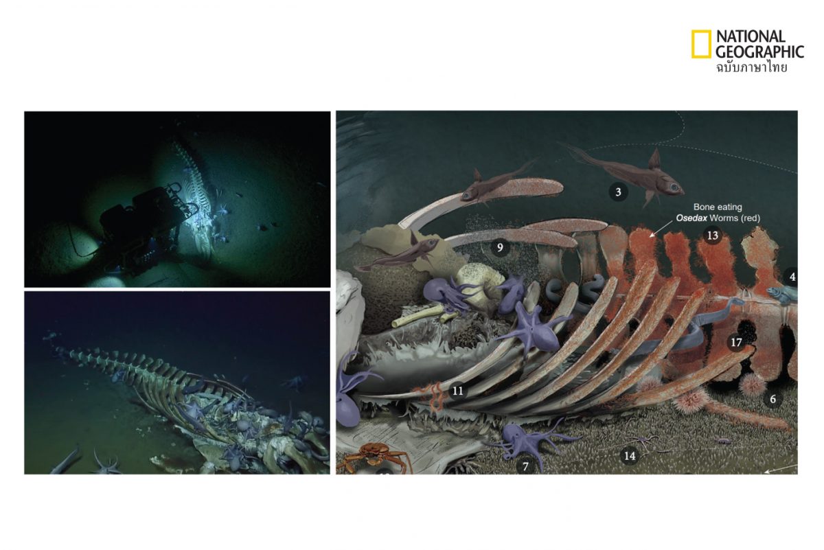 สัตว์ชนิดต่างๆ ที่มาหากินบริเวณกระดูกวาฬ