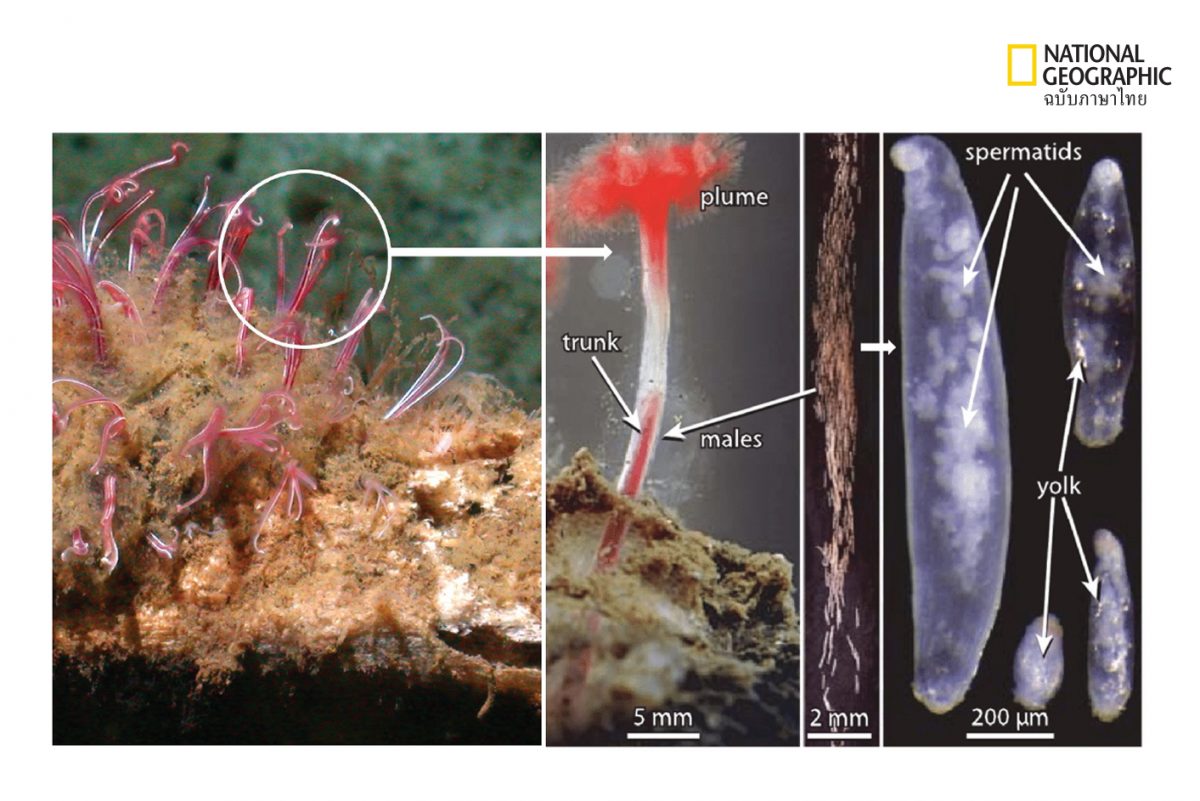 หนอนซอมบี้ที่อาศัยอยู่บนกระดูกของวาฬ 