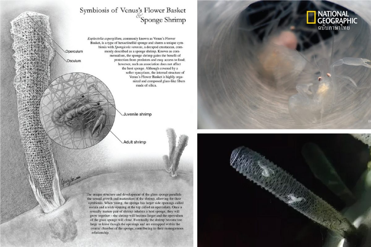 กุ้งชนิด Spongicola venusta 