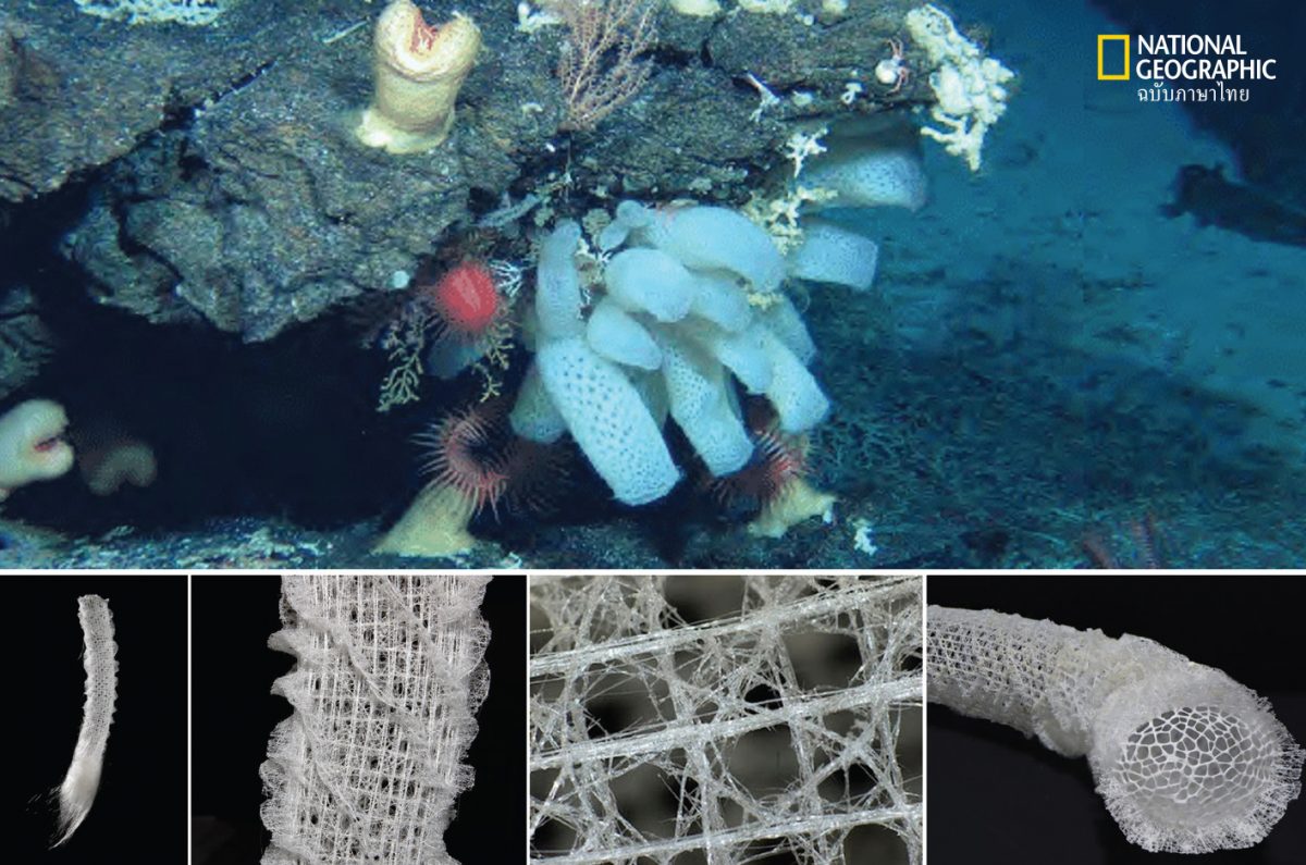 ฟองน้ำกระเช้าดอกไม้ของวีนัส