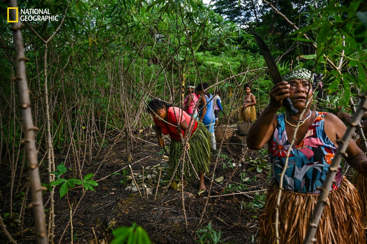 ชนเผ่าแอมะซอน, บราซิล