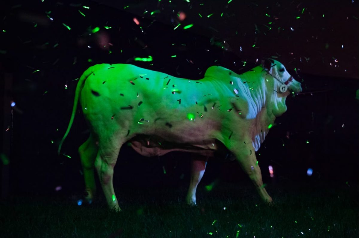 วัวที่แพงที่สุดในโลก