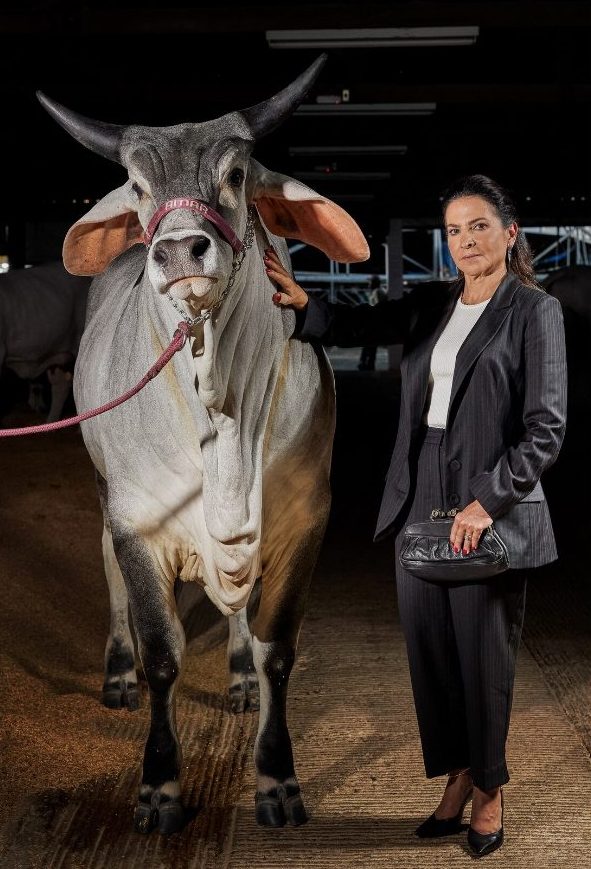 วัวที่แพงที่สุดในโลก