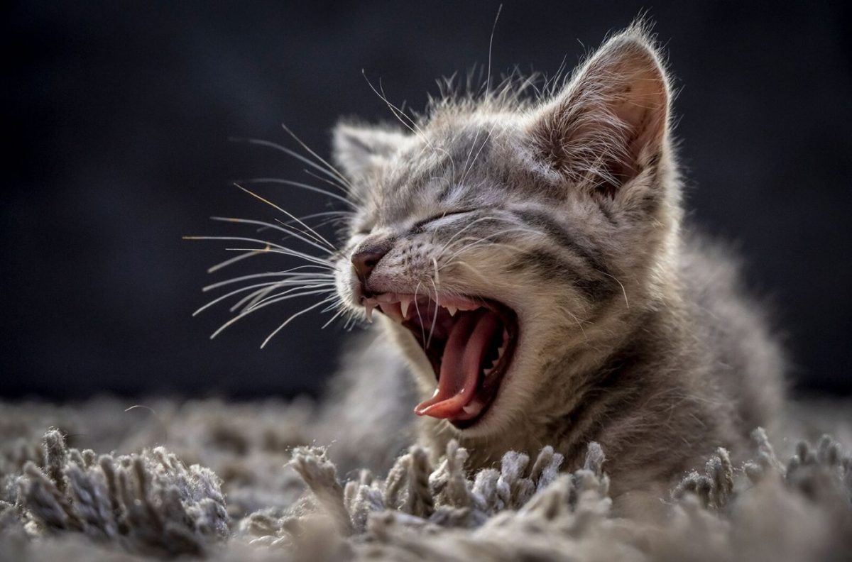 เข้าใจแมว