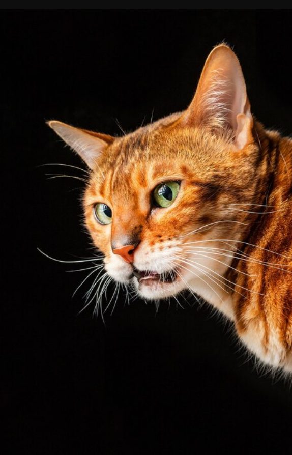 เข้าใจแมว