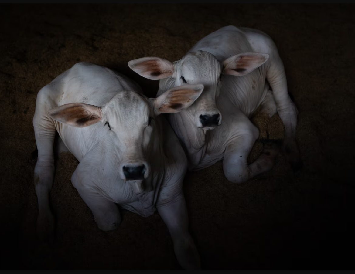 วัวที่แพงที่สุดในโลก