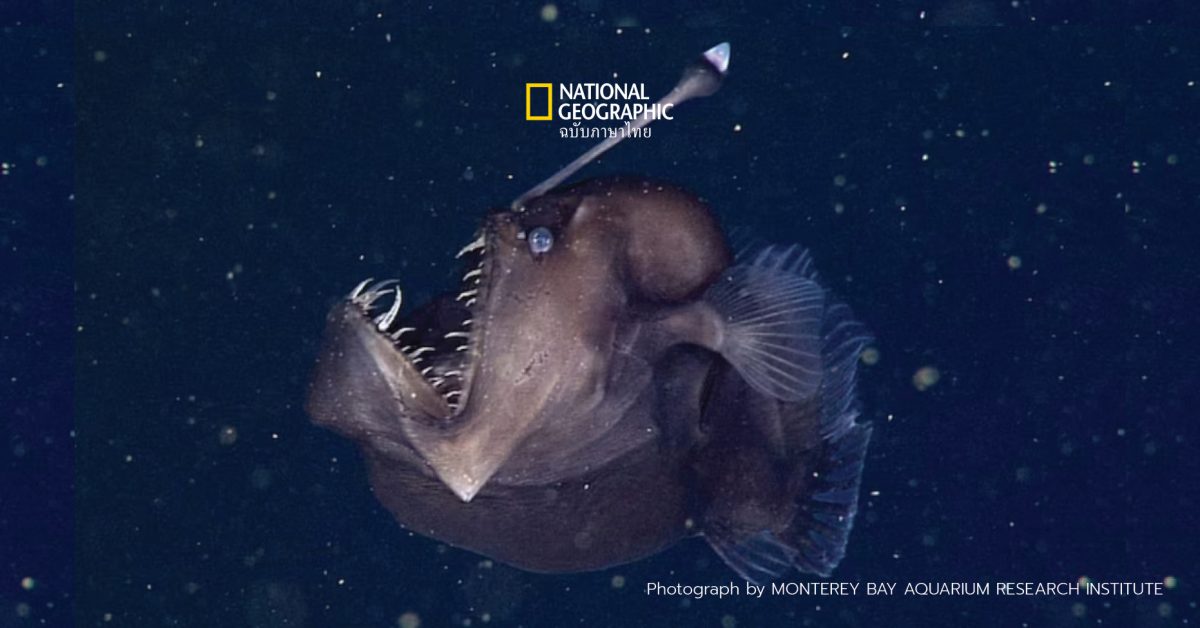 ความรักใต้ทะเลลึก การหาคู่ของสัตว์น้ำ 3 ชนิด พวกมันหากันจนเจอได้อย่างไรในท้องทะเลอันมืดมิด