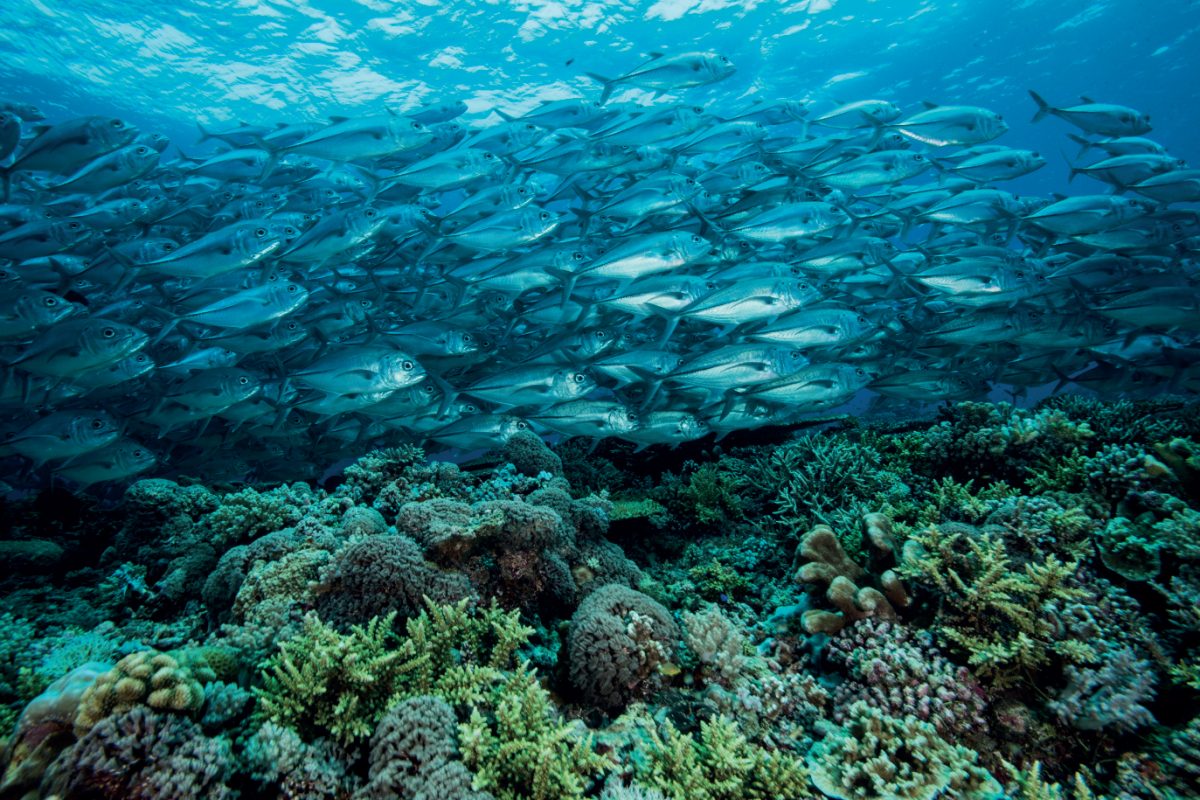ฝูงปลาว่ายอยู่ในแนวปะการัง ตุบบาตาฮา