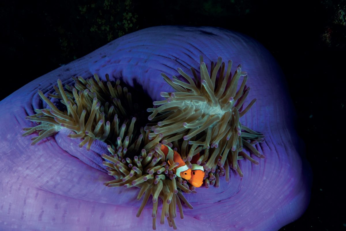 ปลาการ์ตูน ดอกไม้ทะเล แนวปะการัง