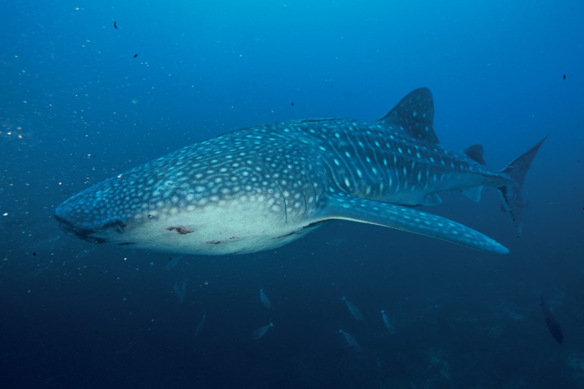 ฉลามวาฬ ว่ายน้ำ ในทะเล