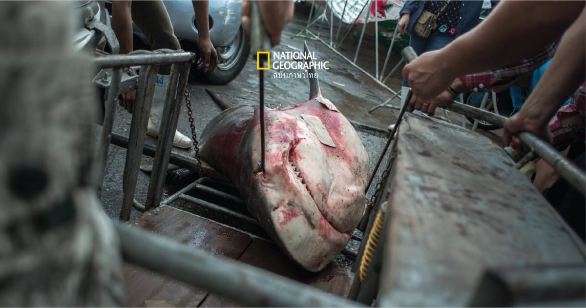# ฉลองไม่ฉลาม : ตะลึง! หูฉลามที่ขายในไทยกว่า 60% มาจากฉลามที่เสี่ยงสูญพันธุ์
