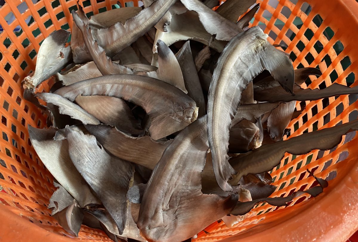 ฉลองไม่ฉลาม