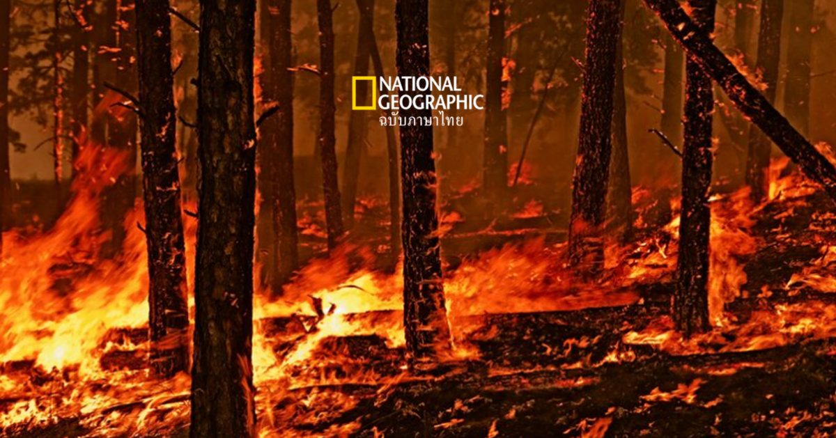 ไฟป่า ภัยธรรมชาติที่ทวีความรุนแรงขึ้น จากภาวะโลกร้อน