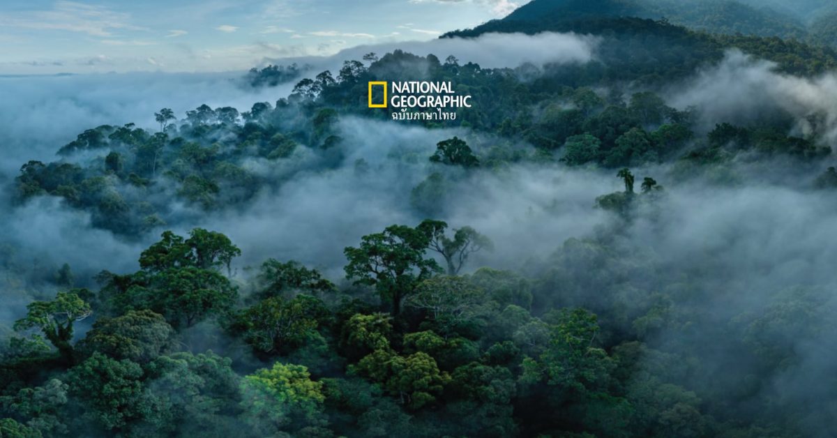 กุหนุงปาลุง หัวใจสีเขียวแห่งป่าฝนล้านปีของ เกาะบอร์เนียว อินโดนีเซีย