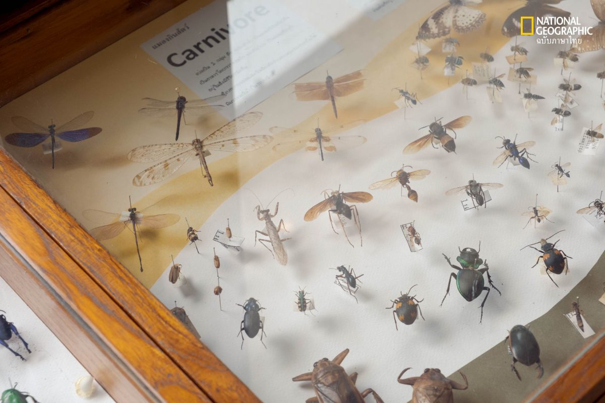 Ant Museum