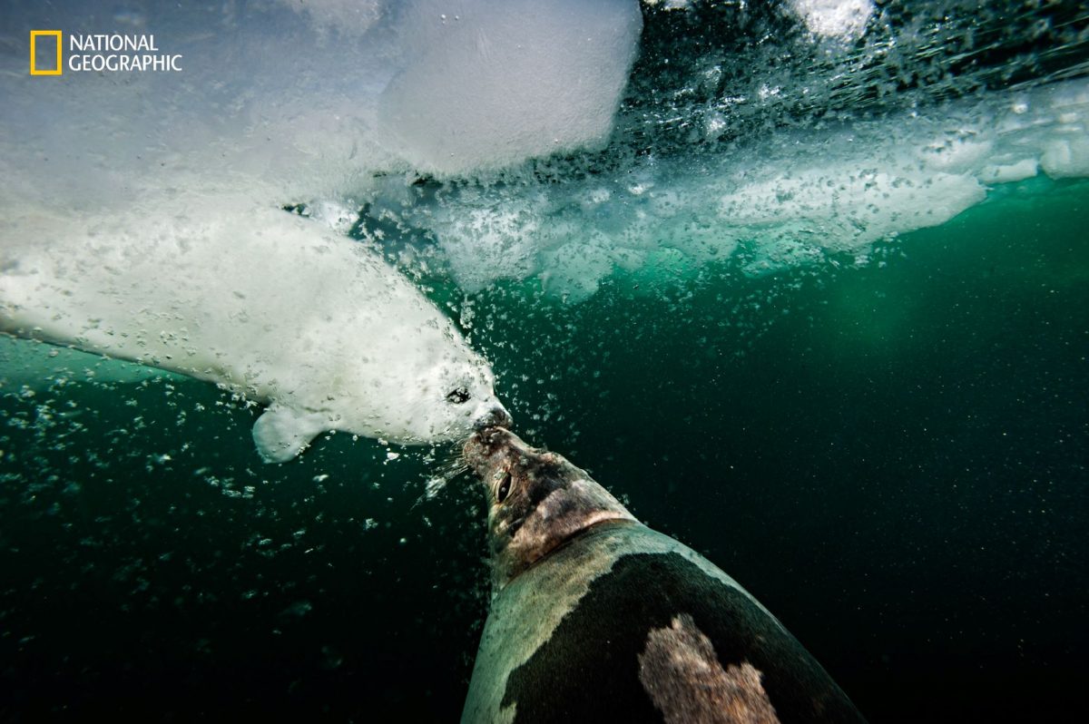 แมวน้ำลายพิณ