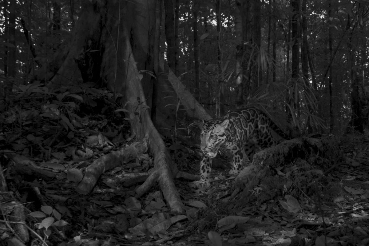 เสือลายเมฆ