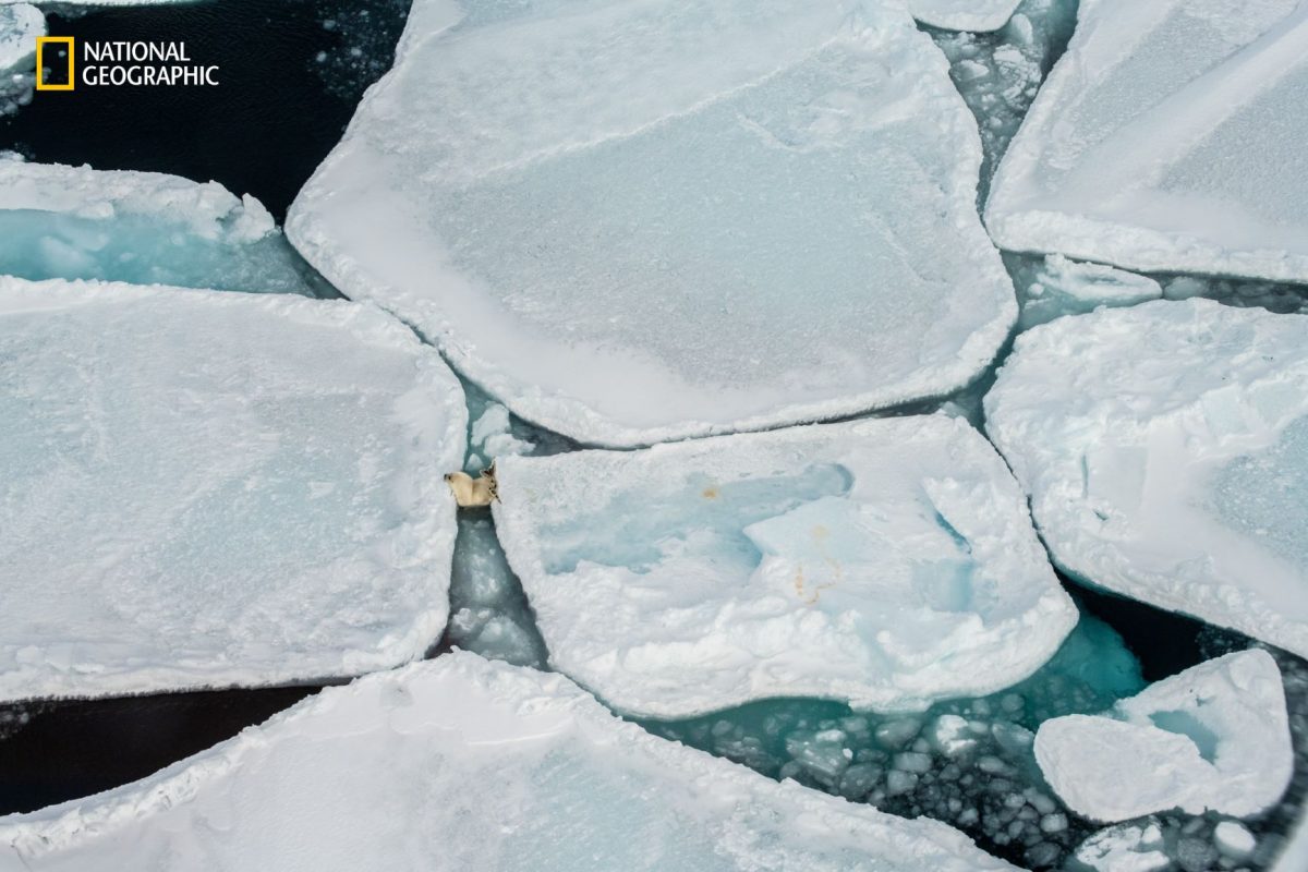 แมวน้ำลายพิณ