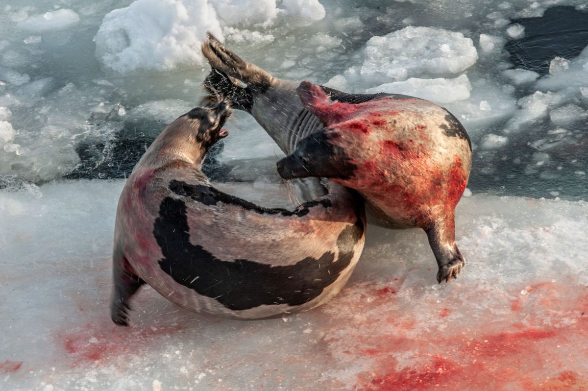 แมวน้ำลายพิณ