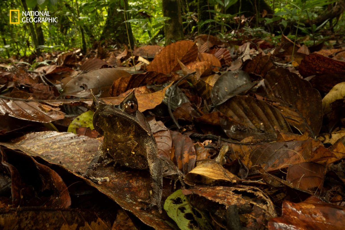 กุหนุงปาลุง, อินโดนีเซีย, ป่าฝน, เกาะบอร์เนียว, อึ่ง, อึ่งกรายหัวแหลม, พรางตัว
