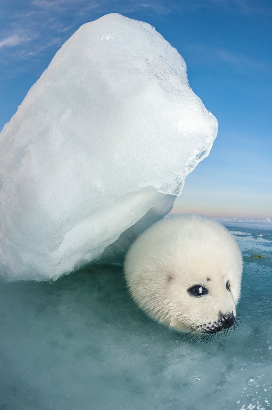 ลูกแมวน้ำ, แมวน้ำ