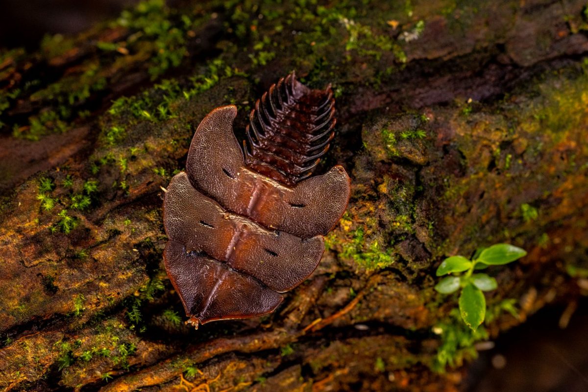 กุหนุงปาลุง, อินโดนีเซีย, ป่าฝน, เกาะบอร์เนียว, ด้วงไทรโลไบต์, ด้วง