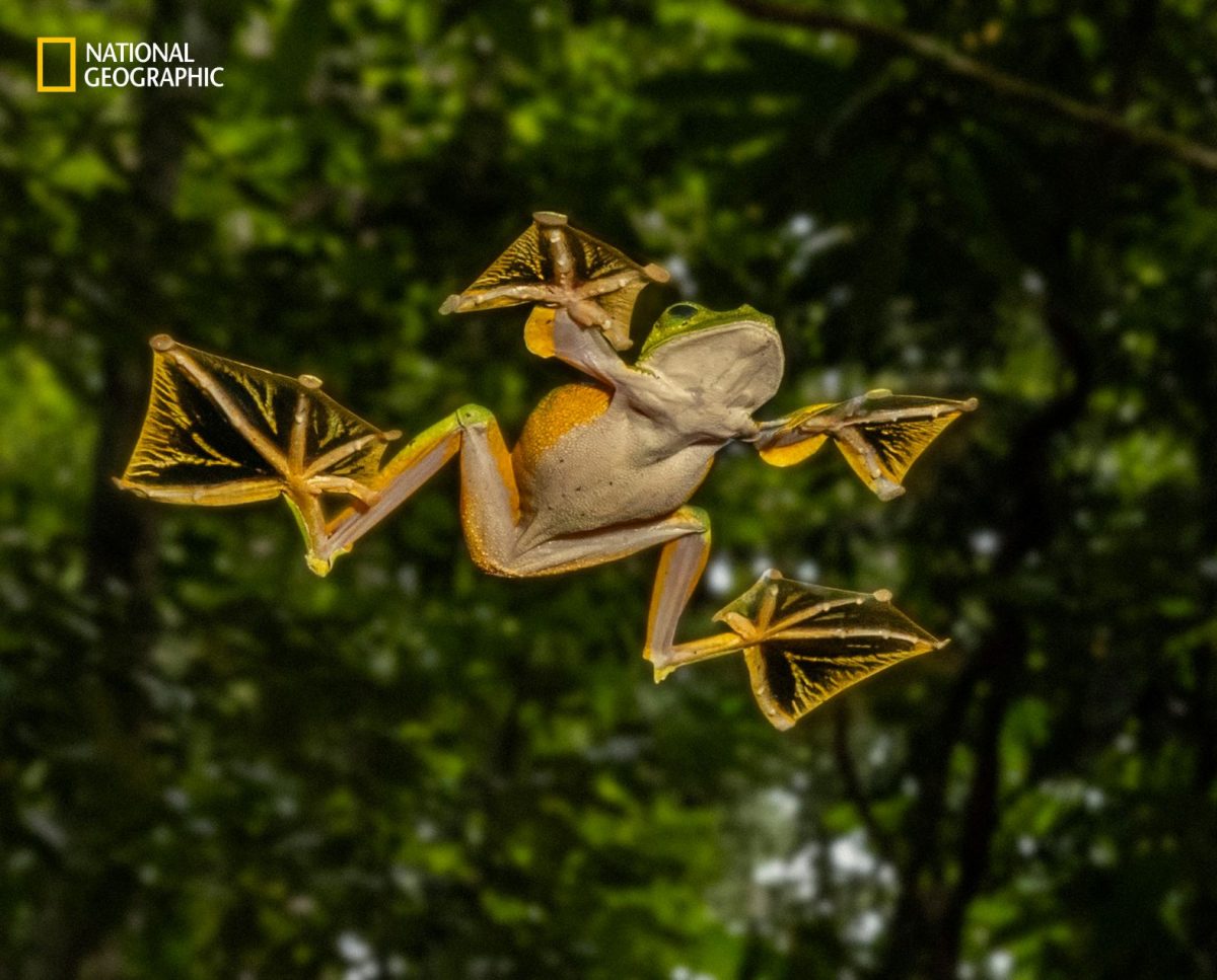 กุหนุงปาลุง, อินโดนีเซีย, ป่าฝน, เกาะบอร์เนียว, ตัวปาด