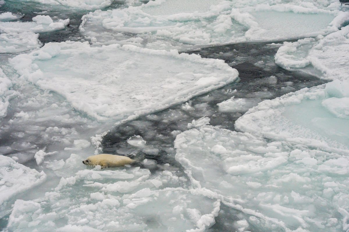 แมวน้ำลายพิณ