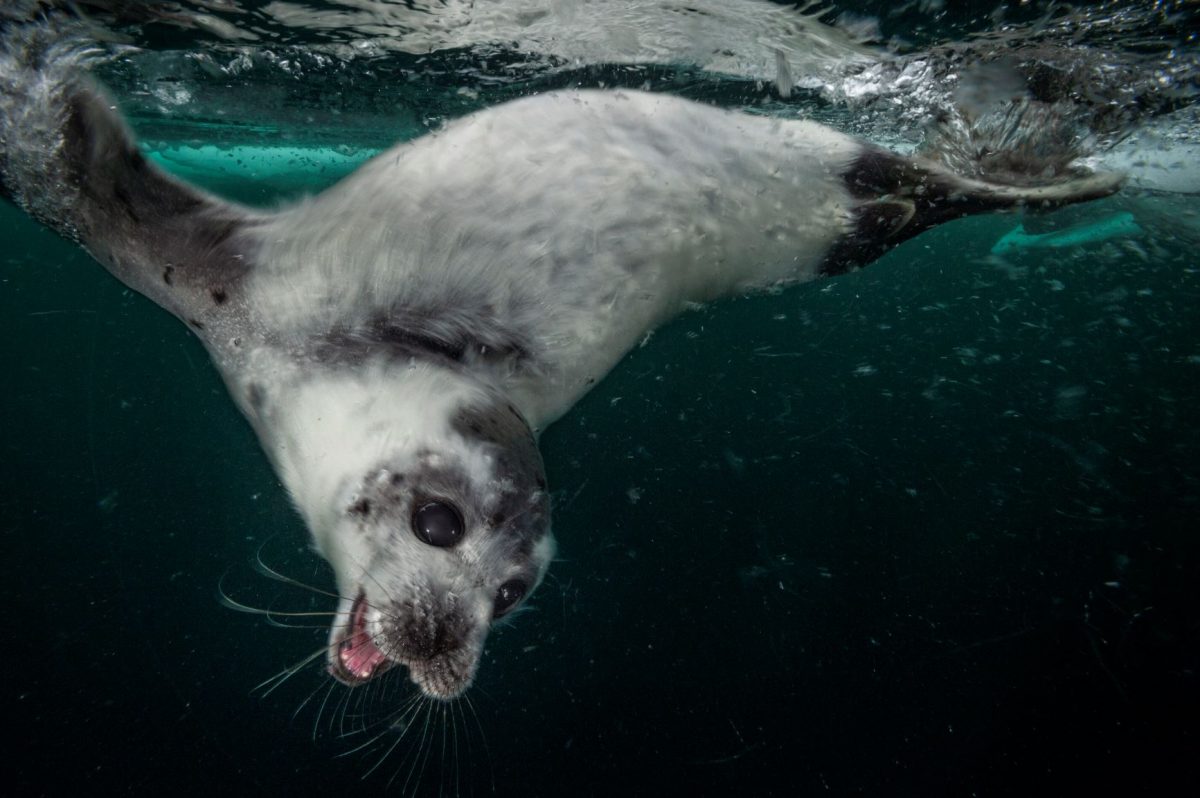 แมวน้ำลายพิณ