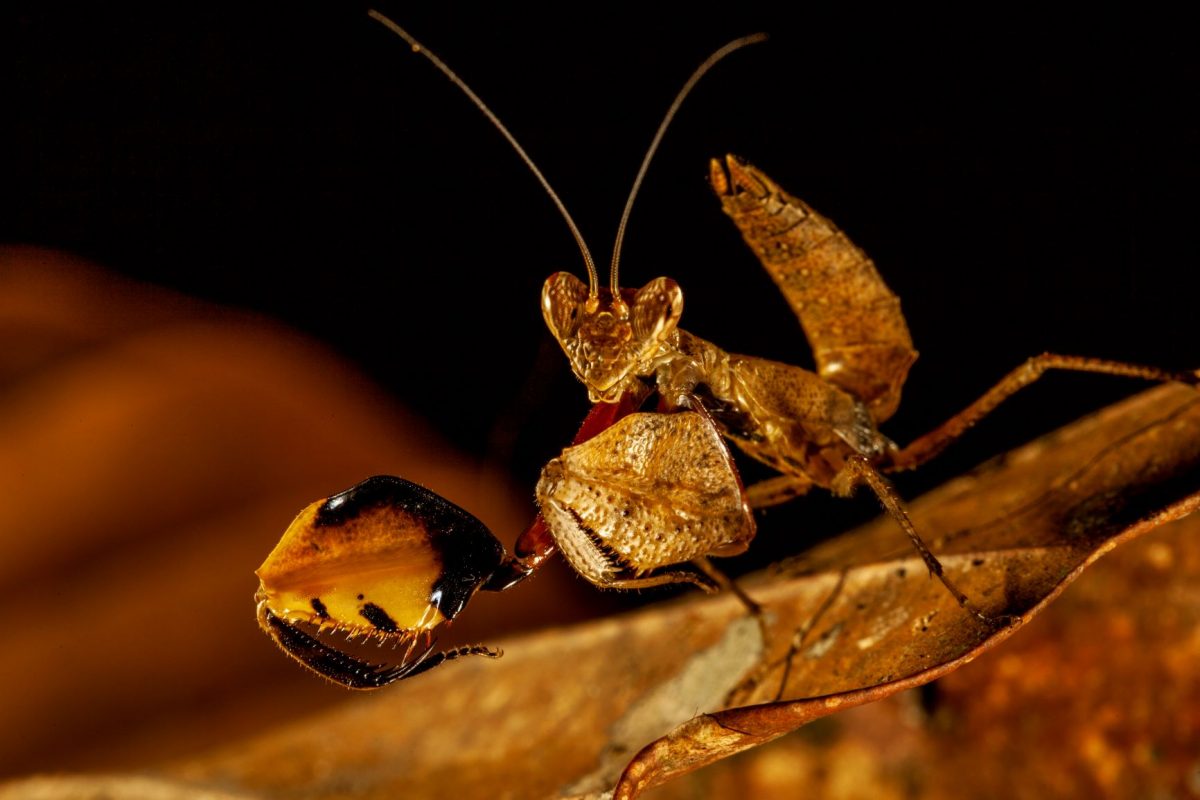 กุหนุงปาลุง, อินโดนีเซีย, ป่าฝน, เกาะบอร์เนียว, ตั๊กแตนตำข้าว, ตั้๊กแตน