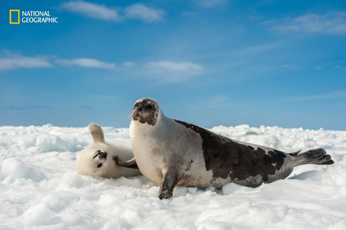 แมวน้ำลายพิณ