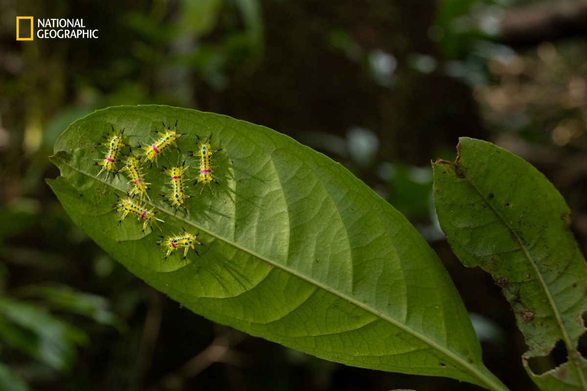 หนอนบุ้ง, กุหนุงปาลุง, อินโดนีเซีย, ป่าฝน, เกาะบอร์เนียว