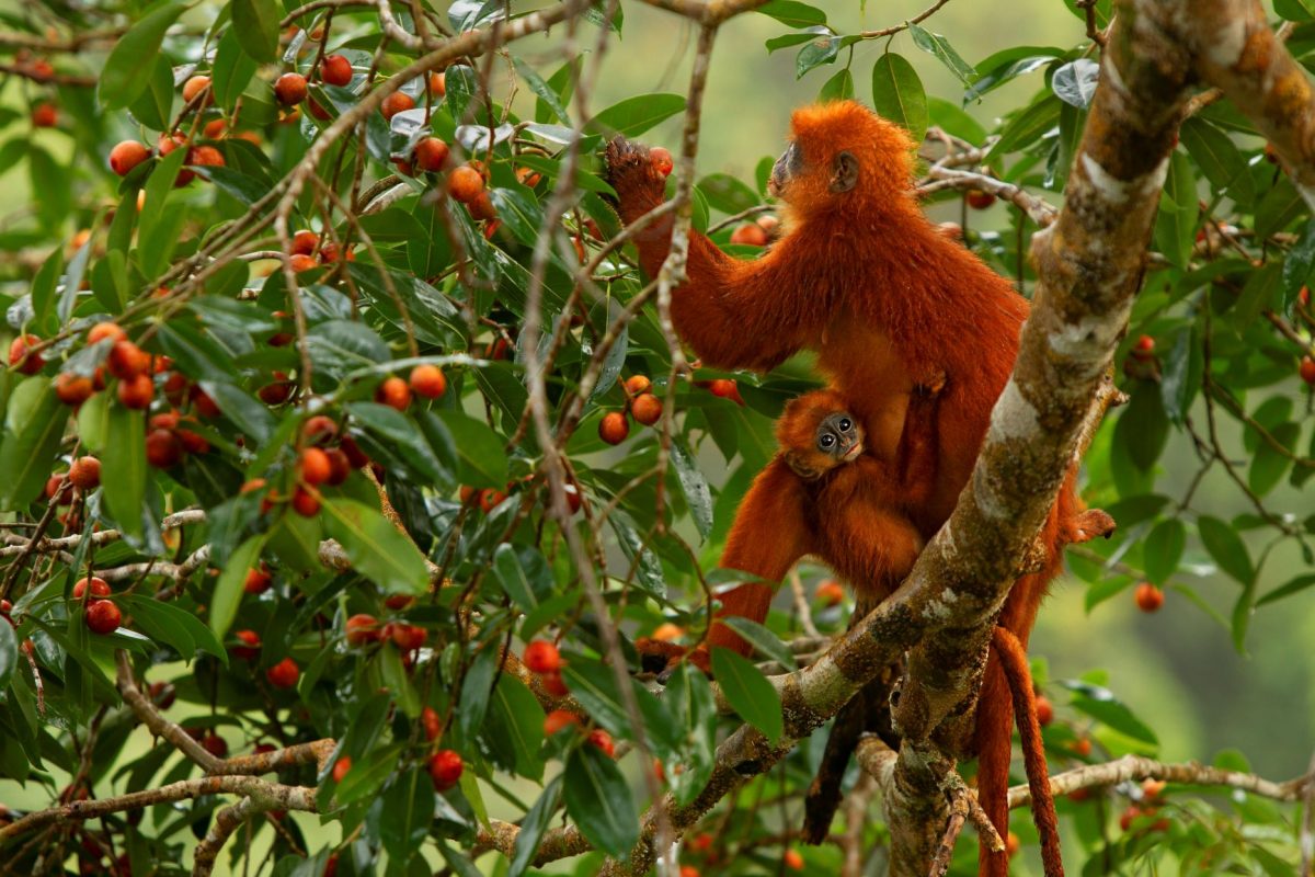 ค่างแดง, ค่าง, กุหนุงปาลุง, อินโดนีเซีย, ป่าฝน, เกาะบอร์เนียว