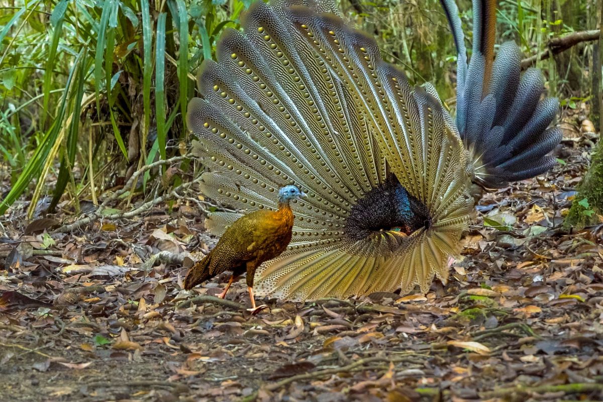 ไก่ฟ้า, นกหว้า, กุหนุงปาลุง, อินโดนีเซีย, ป่าฝน, เกาะบอร์เนียว
