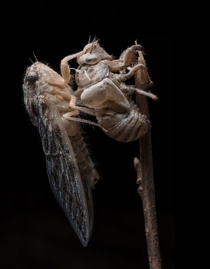 วิธีถ่ายภาพมาโคร, จั๊กจั่น