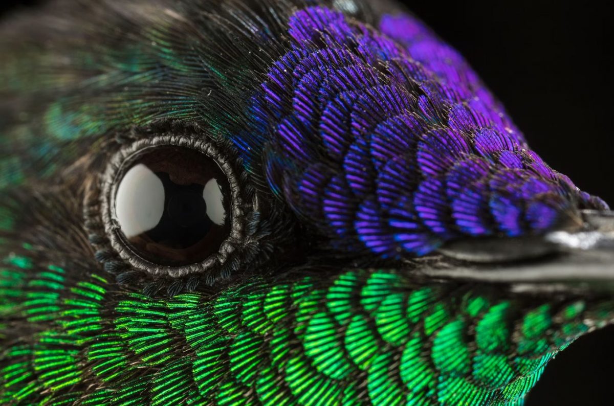 วิธีถ่ายภาพมาโคร, นกฮัมมืงเบิร์ด