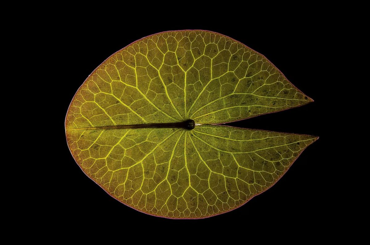 วิธีถ่ายภาพมาโคร, ใบบัว