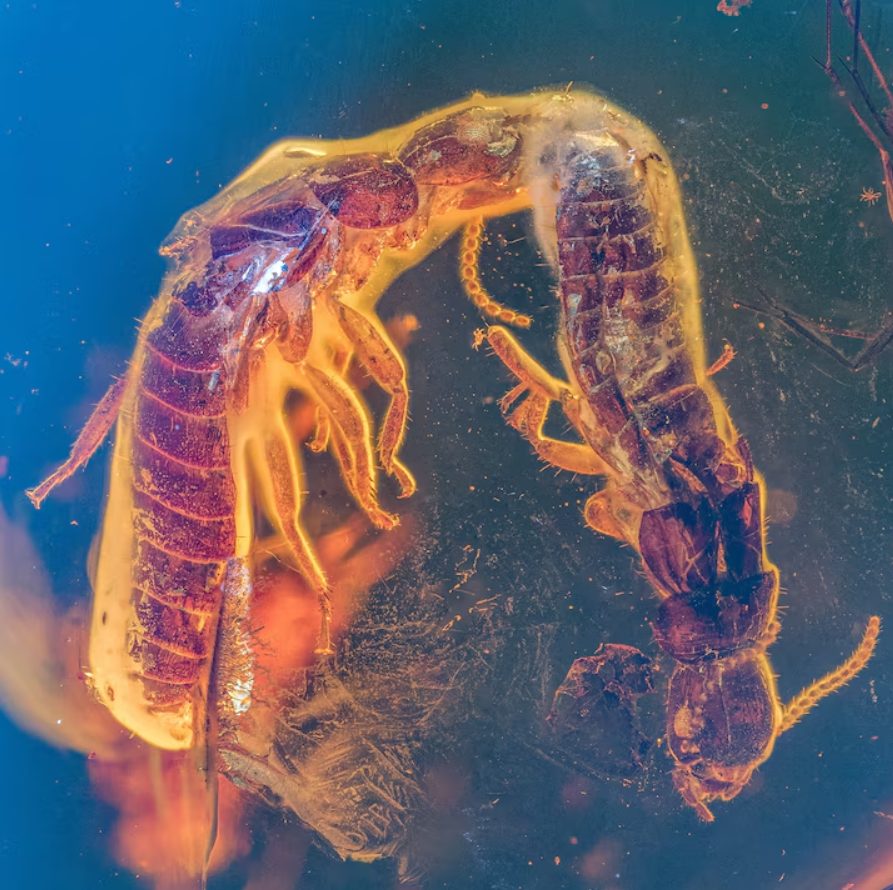 ปลวกผสมพันธุ์