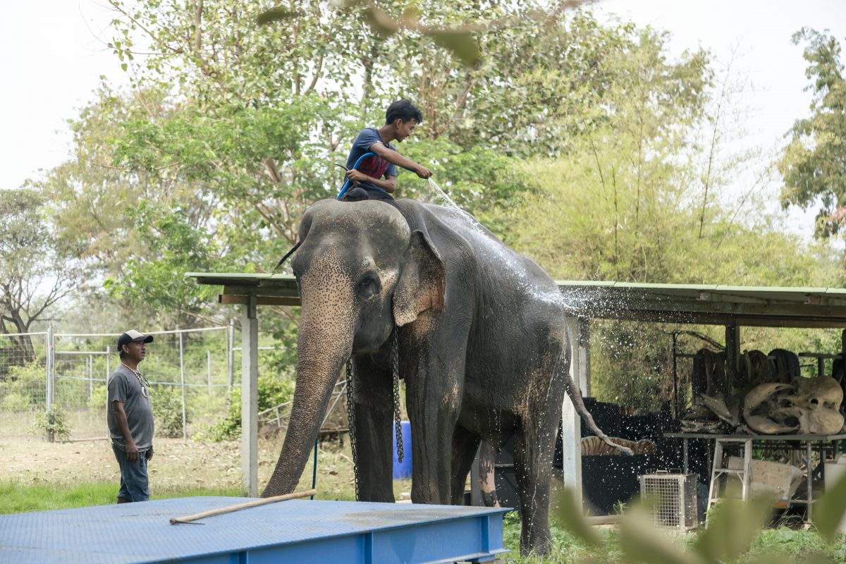 พิทักษ์ช้าง