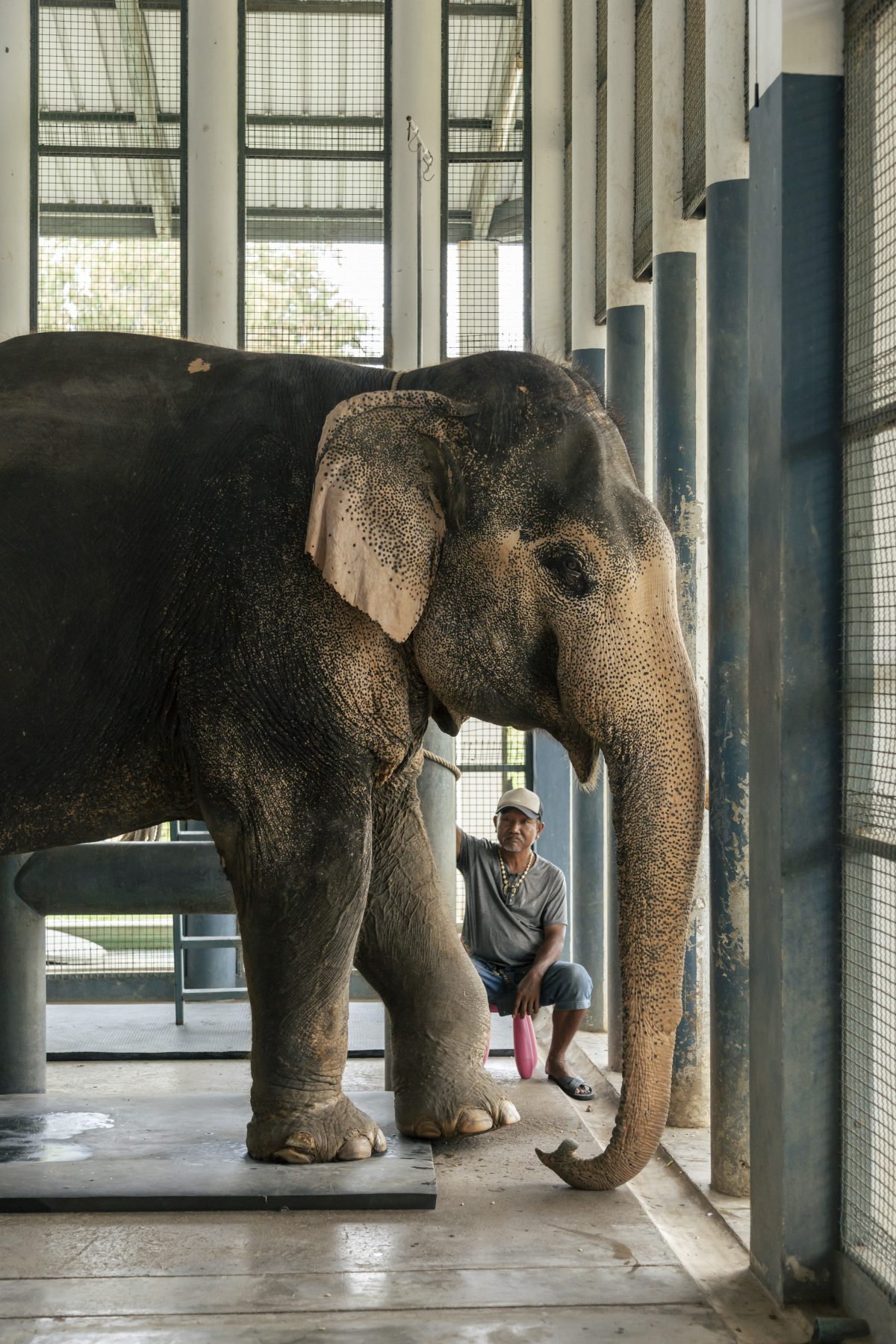 พิทักษ์ช้าง