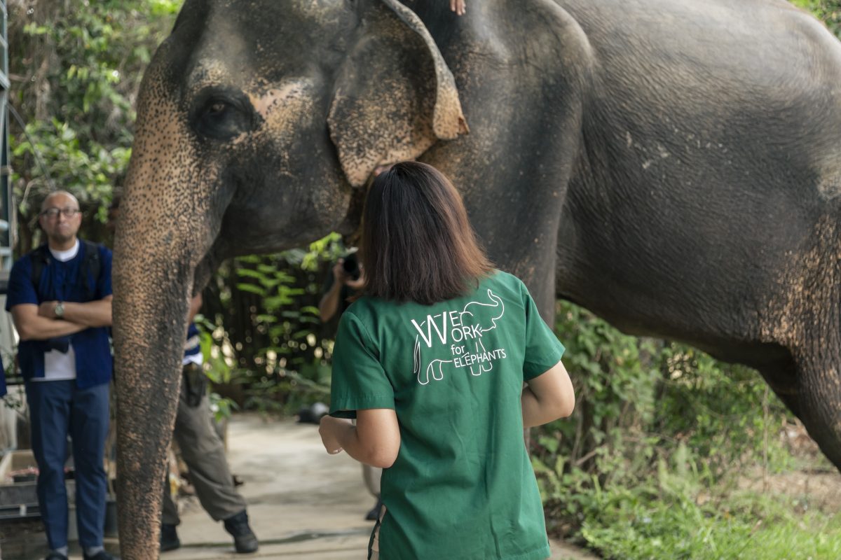 พิทักษ์ช้าง