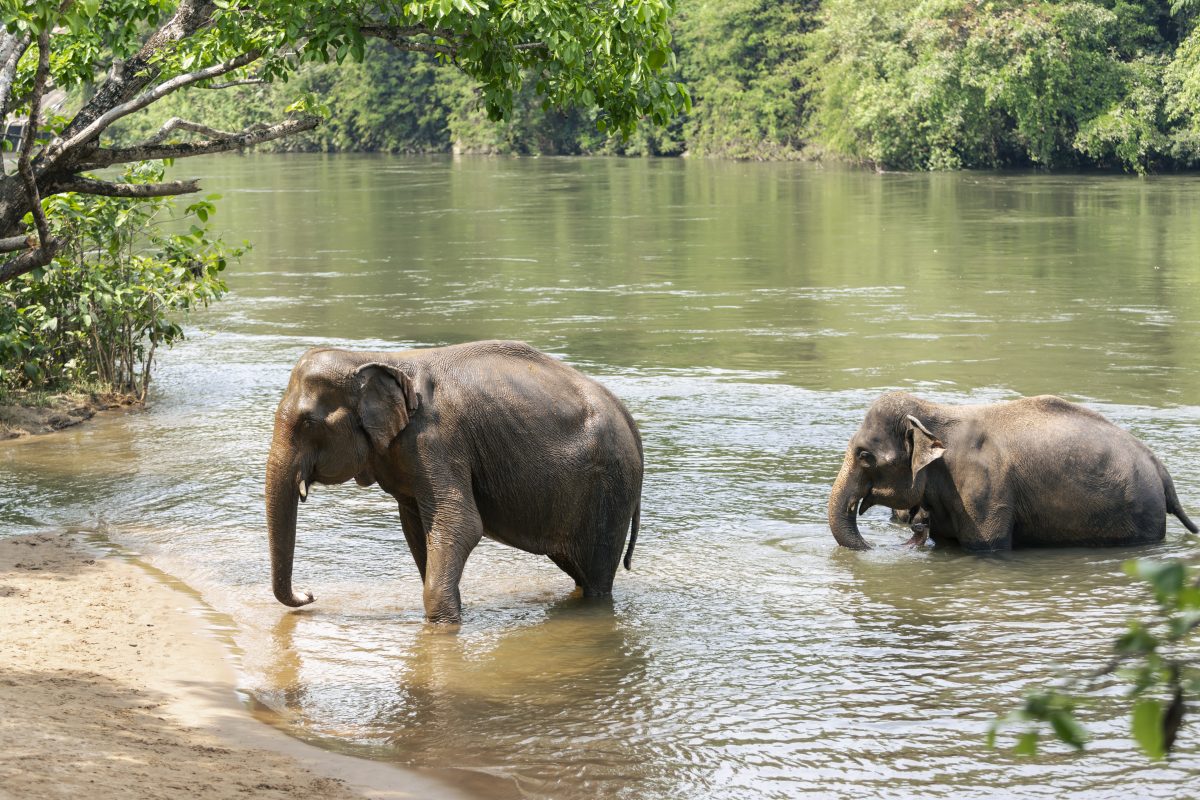พิทักษ์ช้าง